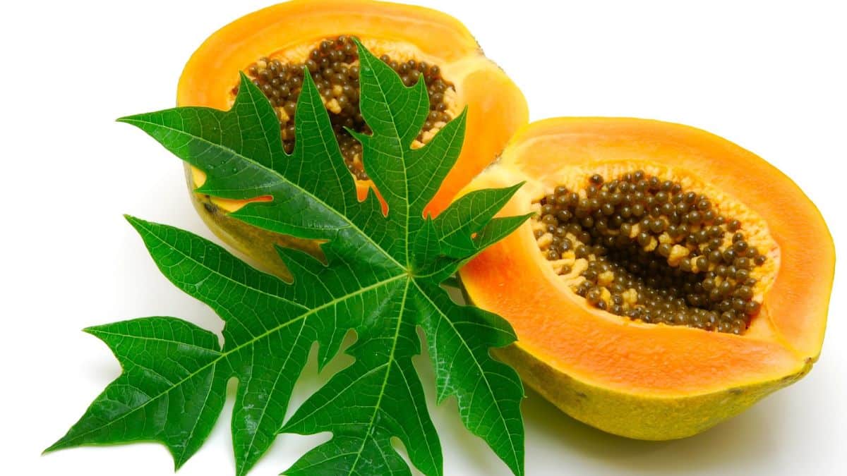 5 foods to eat, if you are suffering from Dengue