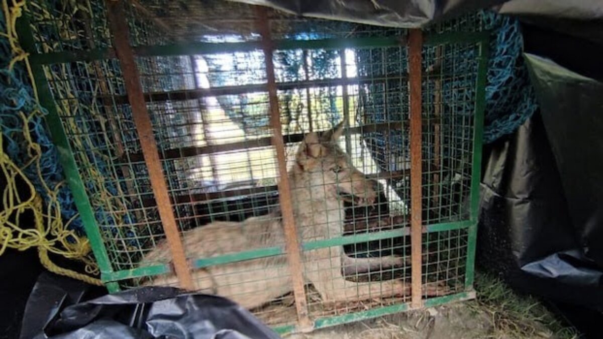 Man-eater wolves attack 25 people in Uttar Pradesh; kills seven