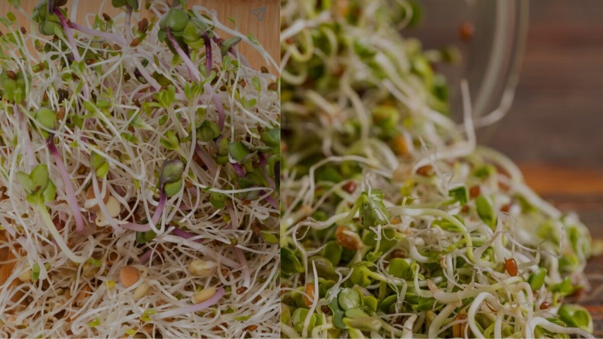 Must have Morning Super Food Sprouts: 10 benefits of Eating Everyday