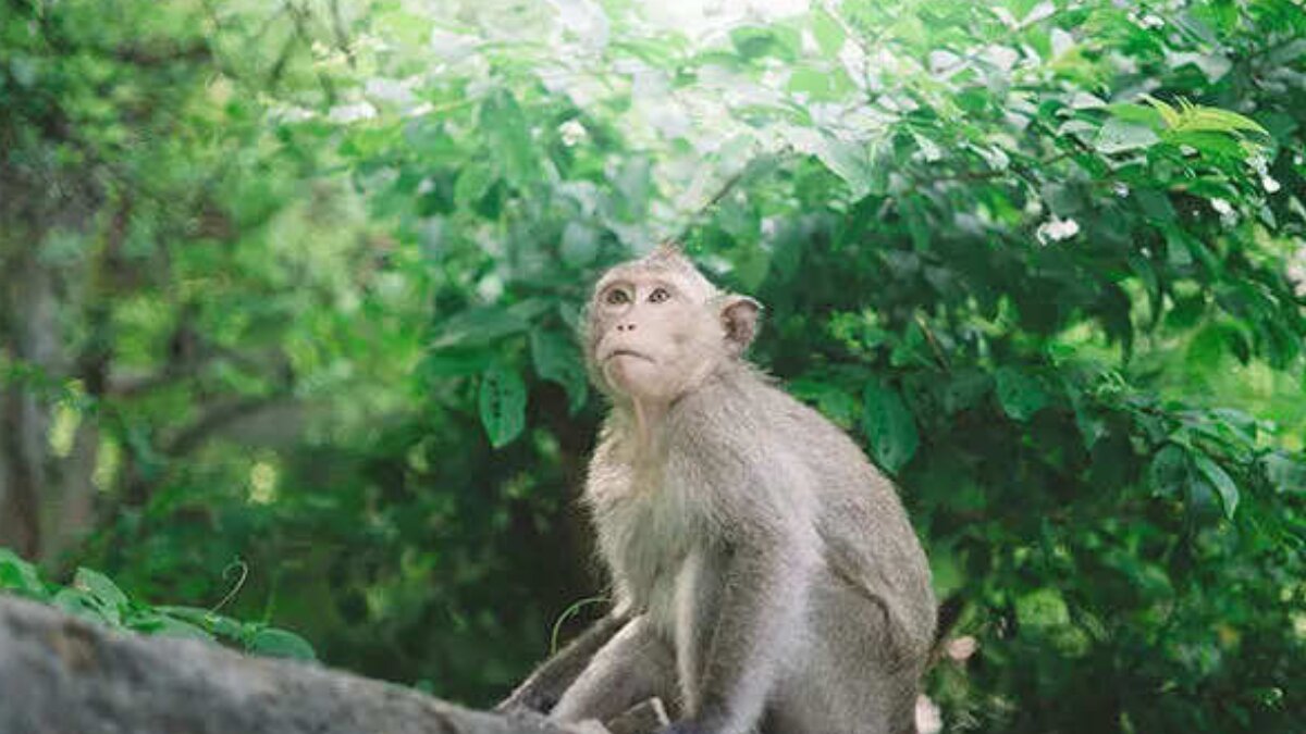 A Group of Monkeys Save Six-year-old Child from Rape Attempt in Uttar Pradesh