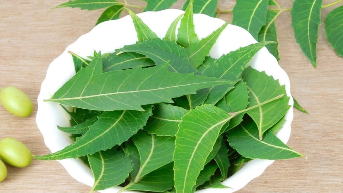 Neem Leaves: The All-Natural Way to Stay Healthy and Beautiful