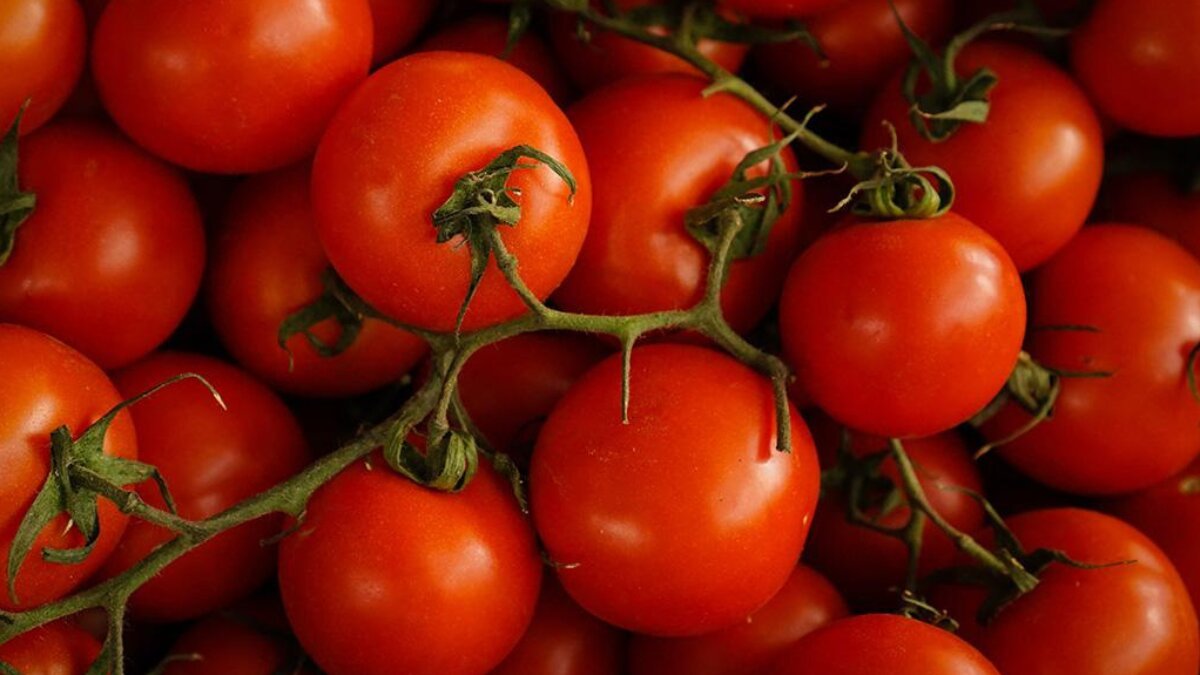 Why You Should Make Tomatoes a Daily Habit