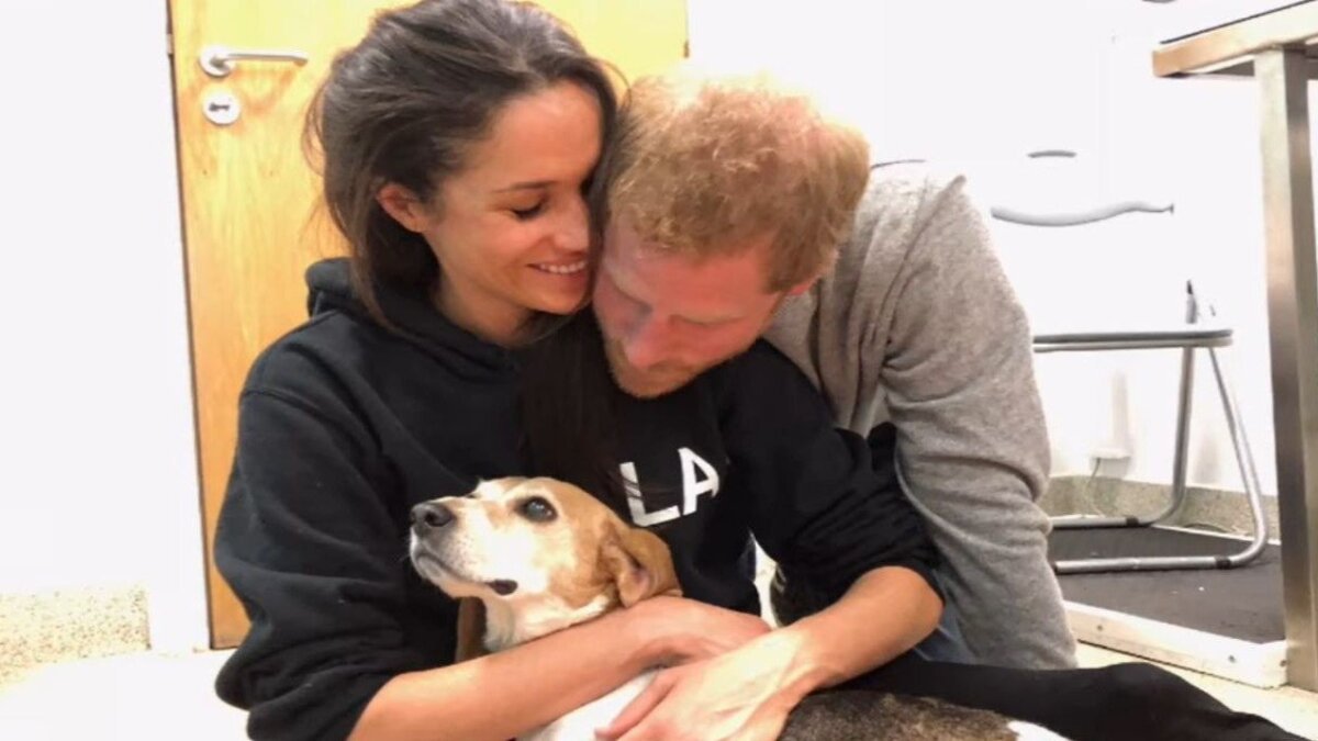 Here’s How Prince Harry and Meghan Markle Found Their Beagle as Pet Passes Away