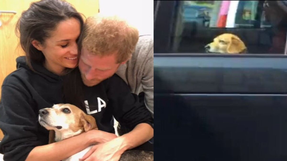 Throwback: When Meghan Markle Let Her Beagle Dog Ride with Queen Elizabeth