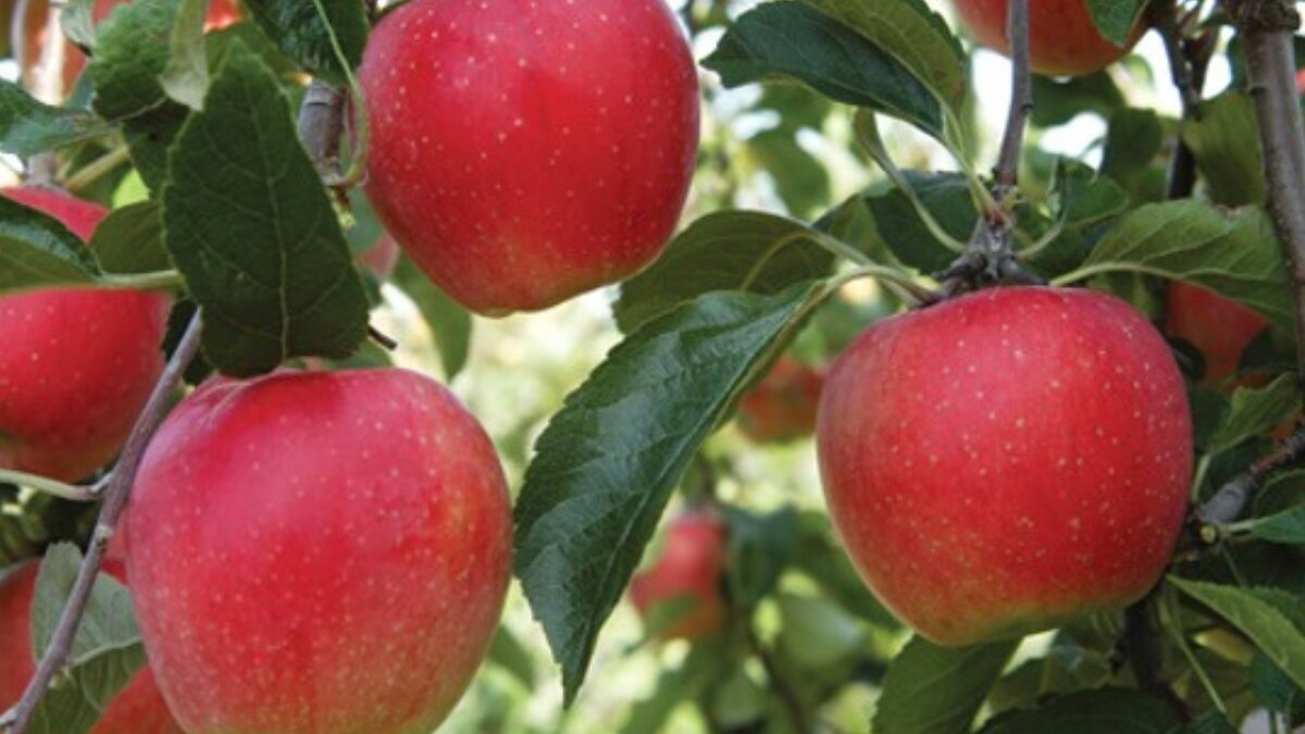 Benefits of eating apples daily for better health and skin