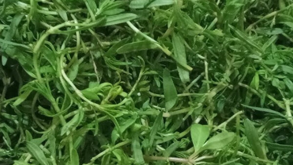 Chikni Saag: The underrated green packed with iron, calcium and gut-boosting benefits