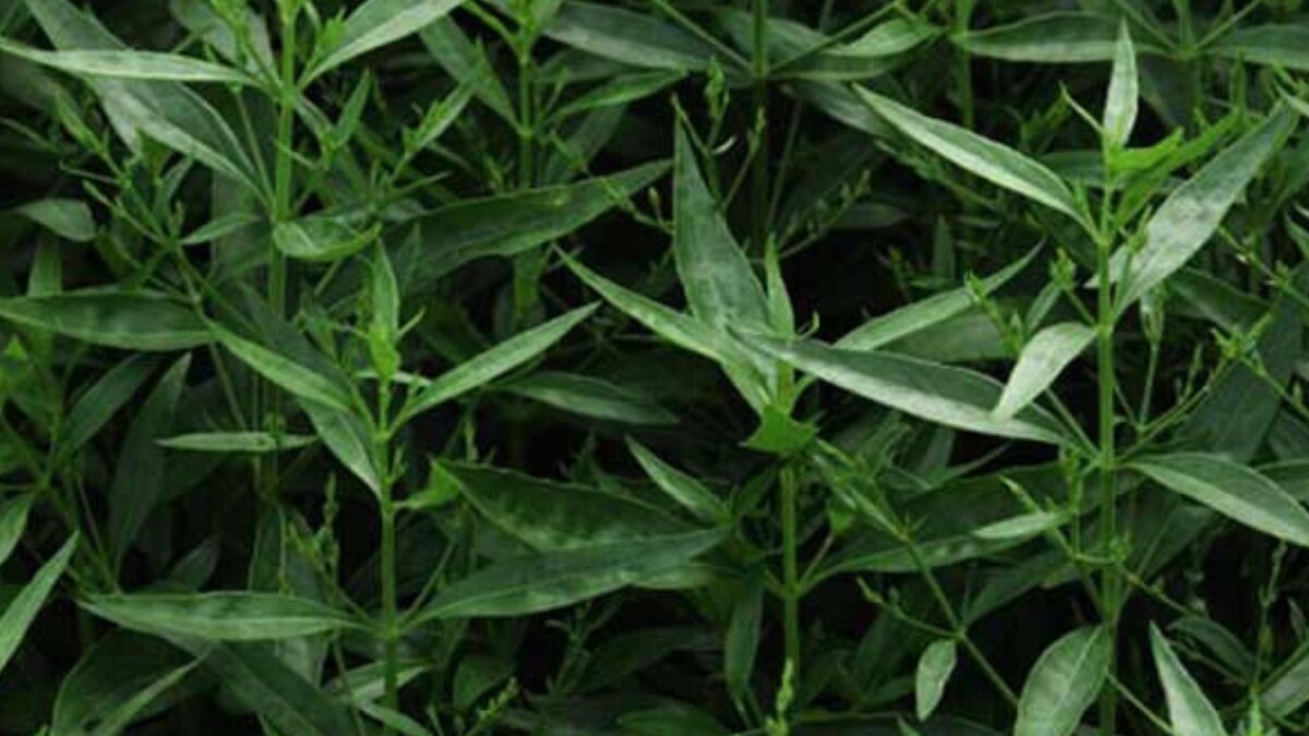 Unlocking wellness: 7 surprising benefits of chirata leaves for health and digestion