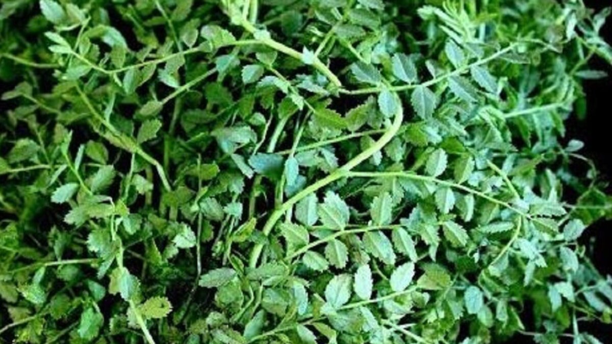 Cholar Saag: The iron-rich bengali green you should eat more often