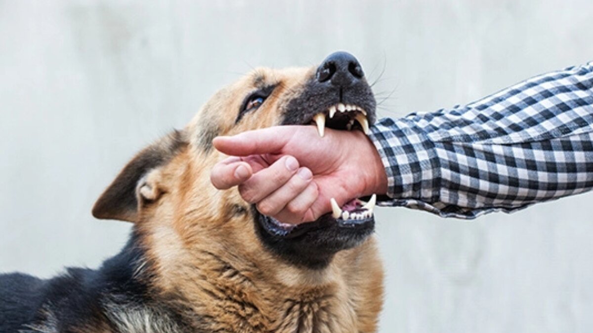 What you should do if a dog bites you: A simple step-by-step guide