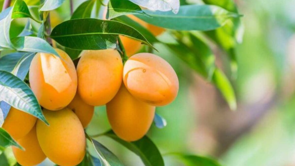 Discover Bengal’s best mangoes: Top varieties you must try this summer