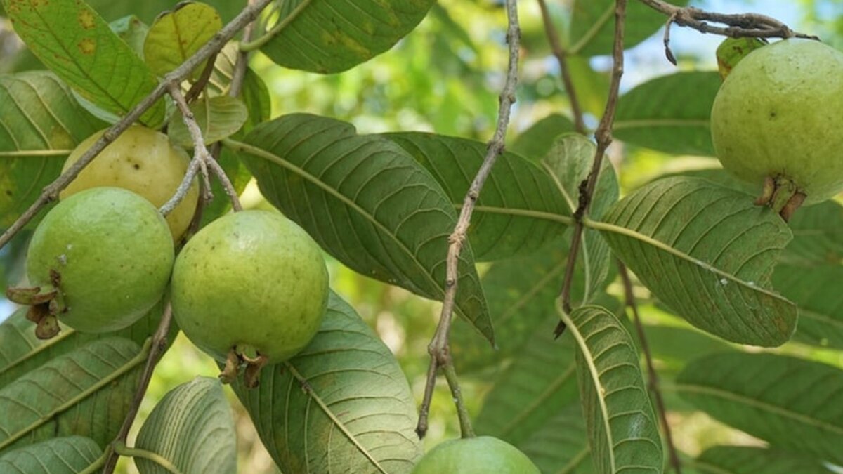 Guava superpowers: why this tropical fruit deserves a spot in your daily diet