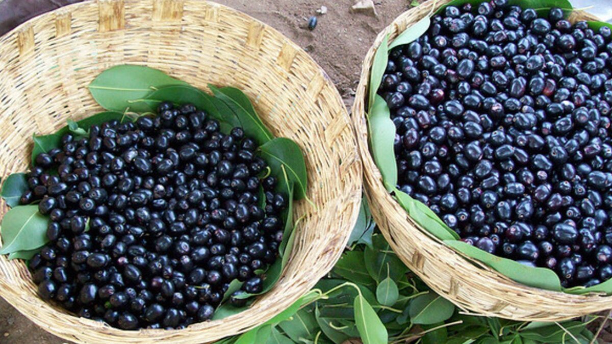 Jamun power: Discover 7 surprising health benefits of eating jamun
