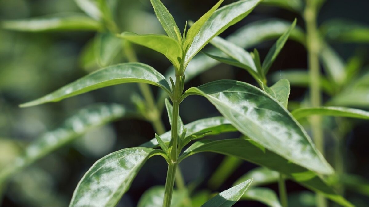 Kalmegh Leaves: A bitter herb with powerful health benefits you shouldn’t ignore