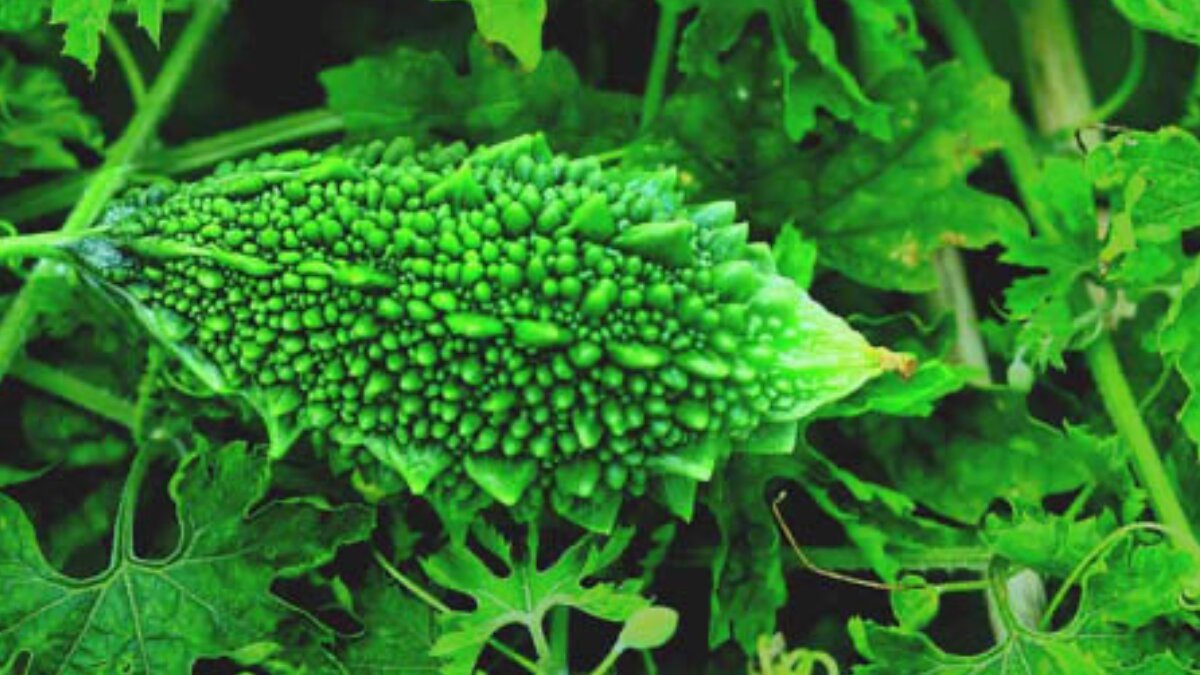 Surprising health benefits of eating karela daily: A bitter superfood for diabetes, skin and digestion