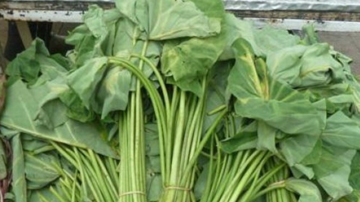 Kochu Saag: A bengali superfood packed with iron, fiber and gut-healing nutrients