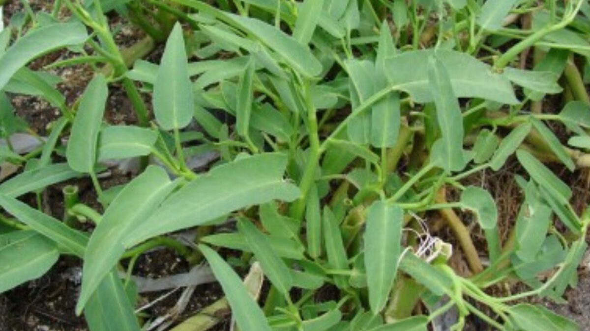 Unlock the health secrets of kolmi saag: Why water spinach deserves a place on your plate