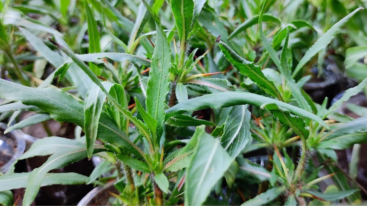 Kulekhara Pata: The forgotten ayurvedic leaf with powerful healing benefits