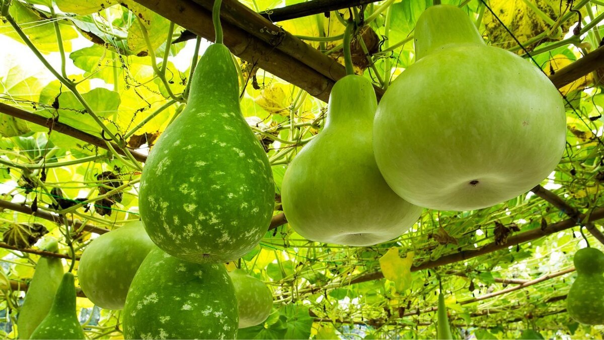 Why lauki deserves a place on your plate: Surprising health benefits you didn’t know