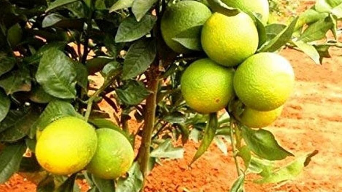 Why mausambi deserves a spot in your daily diet: surprising health benefits of sweet lime