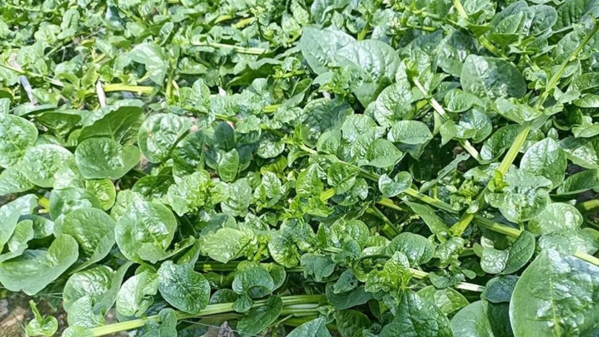 10 Surprising health benefits of pui saag (malabar spinach) you didn’t know