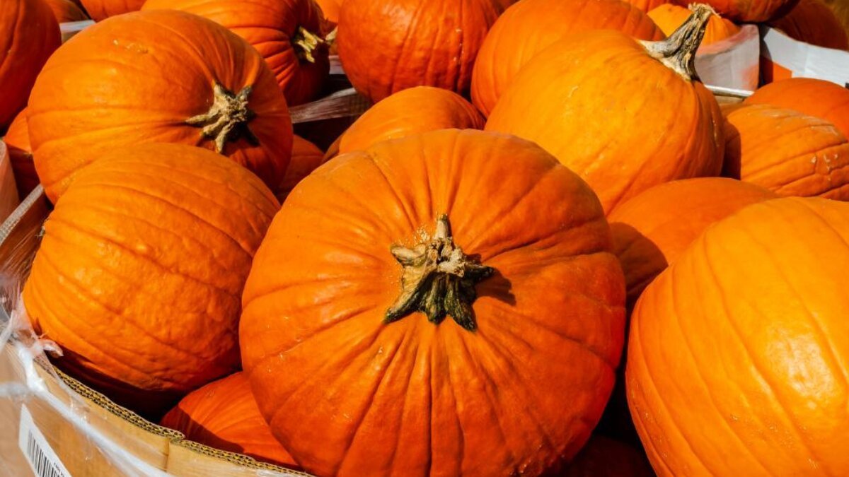 Why you should add pumpkin to your diet: surprising health benefits you didn’t know