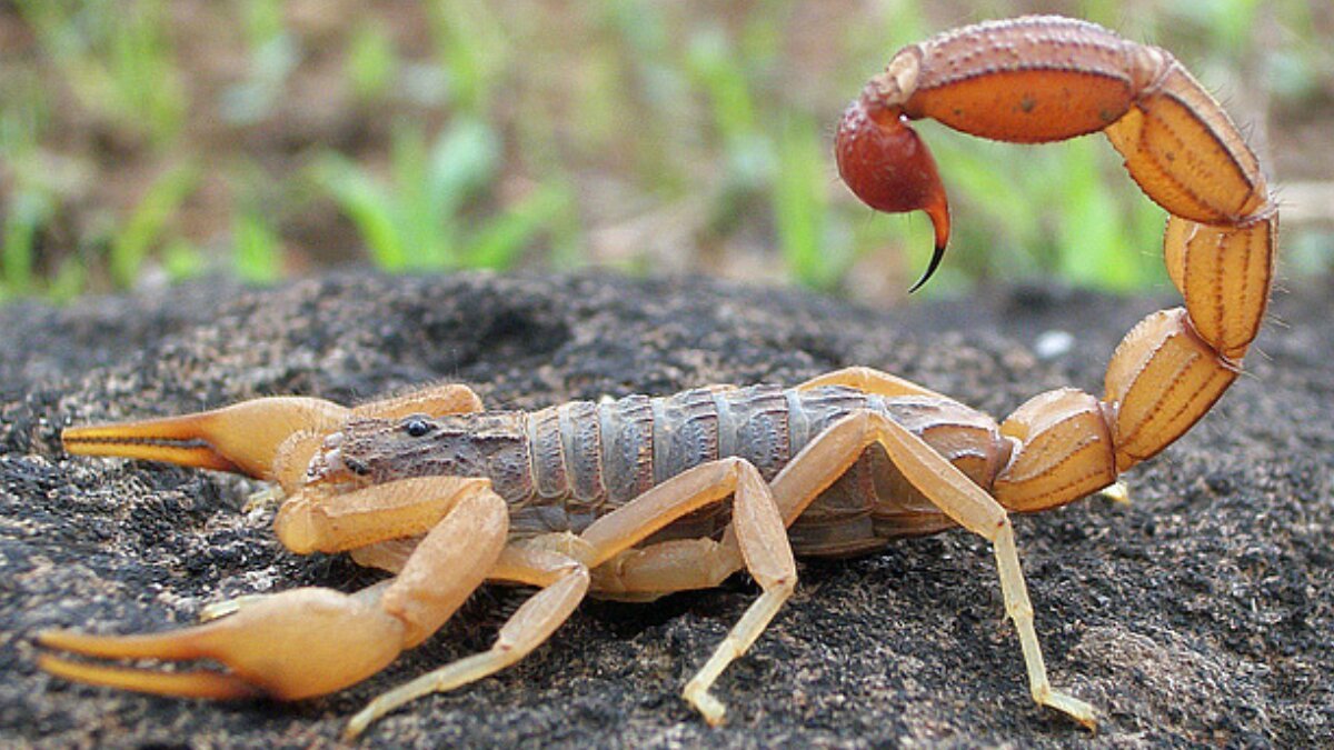 Scorpion bite emergency: Effective home remedies, first aid tips and medical treatments to know