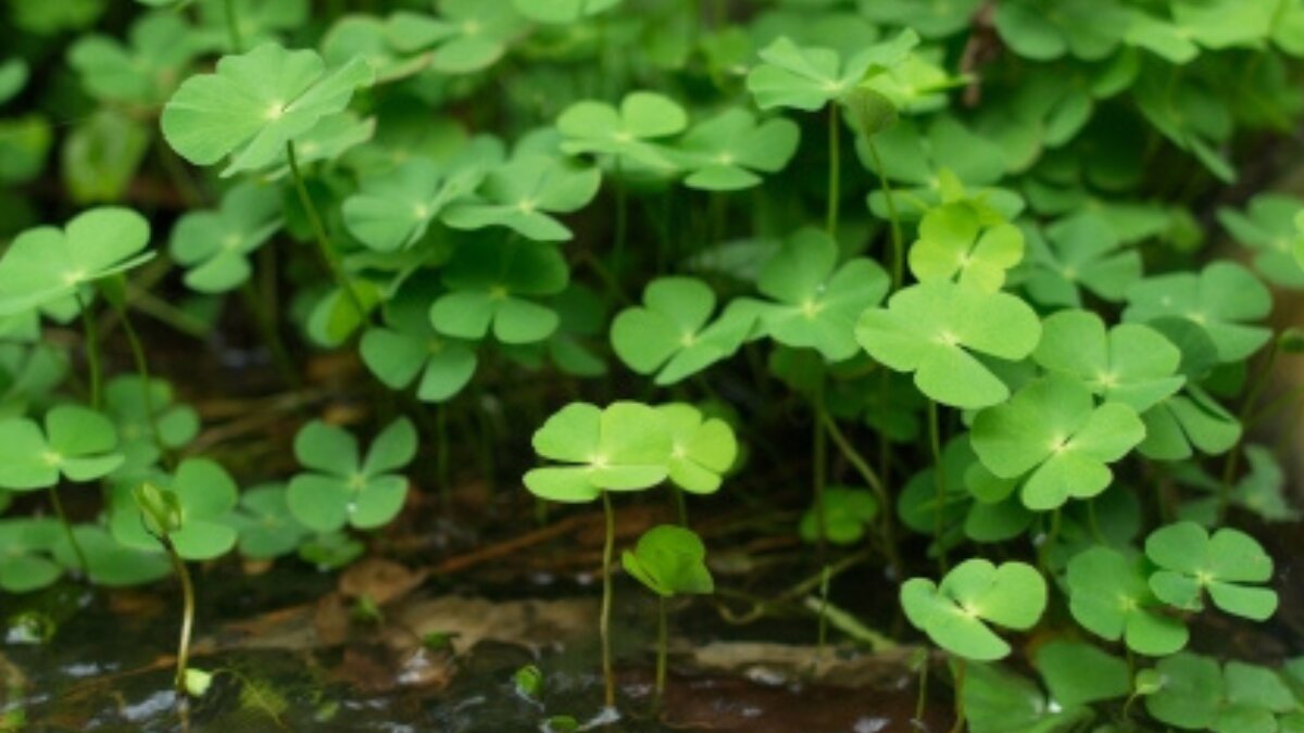 Discover the hidden health benefits of susni saag (dwarf waterclover) in your diet