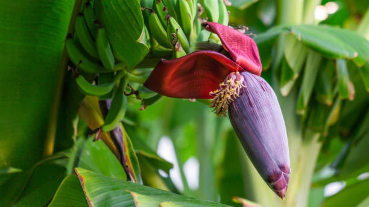 5 Powerful health benefits of banana flower you should know