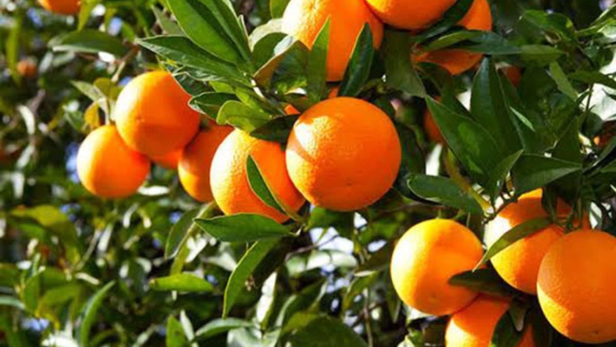 5 Scientifically-backed health benefits of having Malta