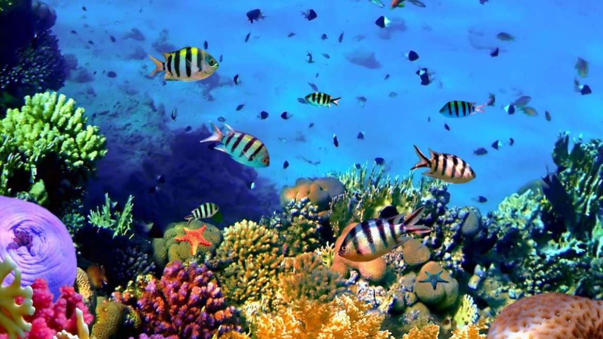 Andaman to house India’s first coral reef research centre