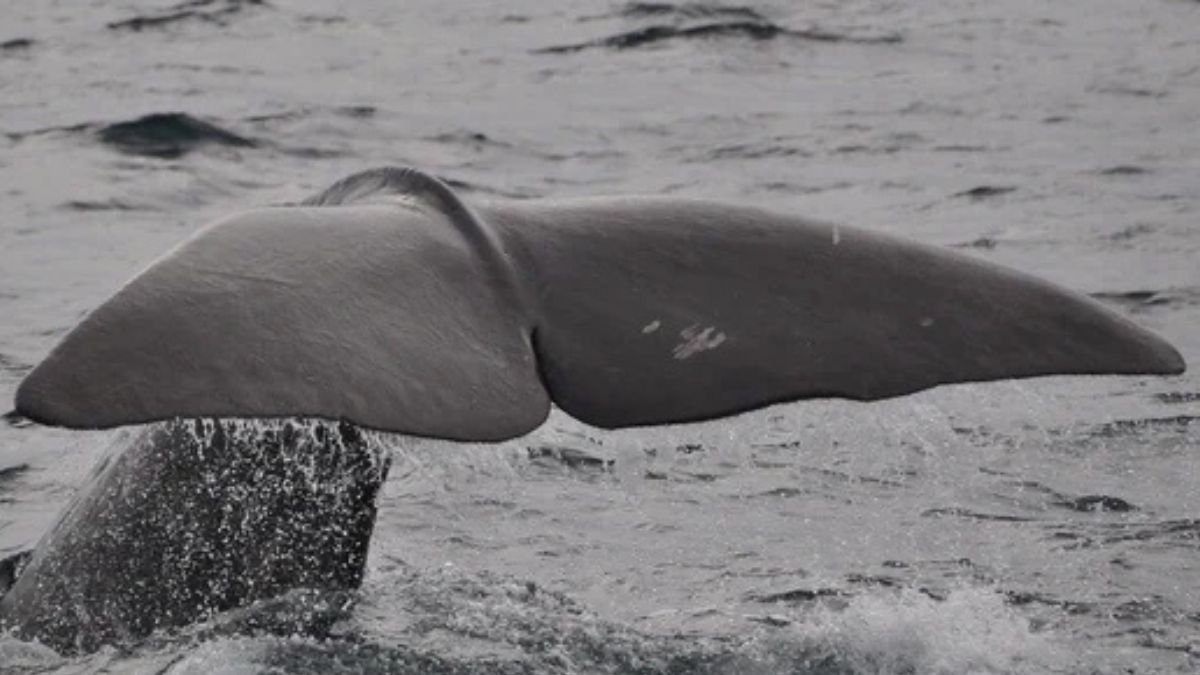 Rare pygmy killer whale found dead along Odisha coast